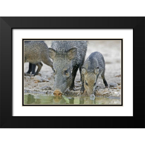 TX, Javelina adult and juvenile drinking at water Black Modern Wood Framed Art Print with Double Matting by Welling, Dave