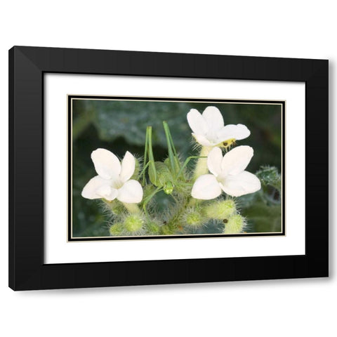 TX, Katydid nymph on flowering Texas bull nettle Black Modern Wood Framed Art Print with Double Matting by Welling, Dave