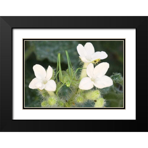 TX, Katydid nymph on flowering Texas bull nettle Black Modern Wood Framed Art Print with Double Matting by Welling, Dave