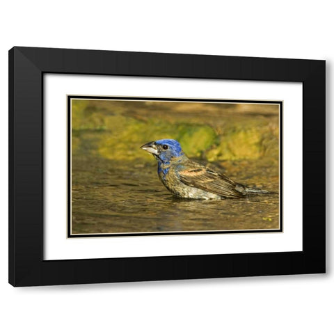 Texas, Rio Grande Valley Blue grosbeak bathing Black Modern Wood Framed Art Print with Double Matting by Welling, Dave
