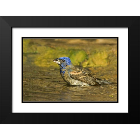 Texas, Rio Grande Valley Blue grosbeak bathing Black Modern Wood Framed Art Print with Double Matting by Welling, Dave