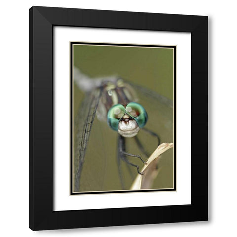 Texas, McMullen County Dragonflys head Black Modern Wood Framed Art Print with Double Matting by Illg, Cathy and Gordon