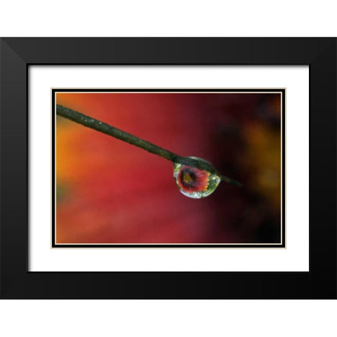TX, McMullen Co, Flower reflected in water drop Black Modern Wood Framed Art Print with Double Matting by Illg, Cathy and Gordon