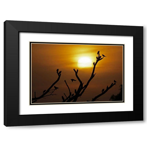 TX, McMullen Co, Brown-headed cowbirds Black Modern Wood Framed Art Print with Double Matting by Illg, Cathy and Gordon