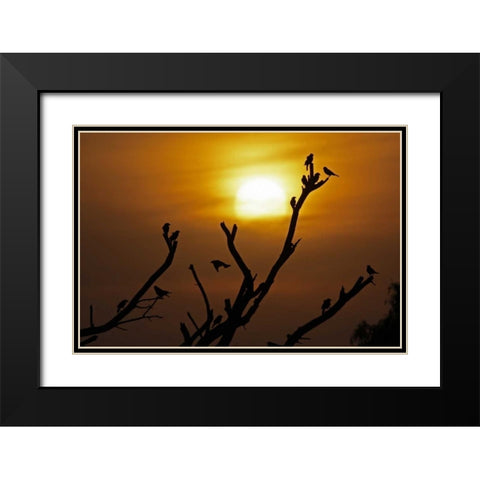 TX, McMullen Co, Brown-headed cowbirds Black Modern Wood Framed Art Print with Double Matting by Illg, Cathy and Gordon