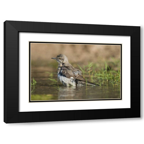 Texas, Starr Co Northern mockingbird bathing Black Modern Wood Framed Art Print with Double Matting by Welling, Dave