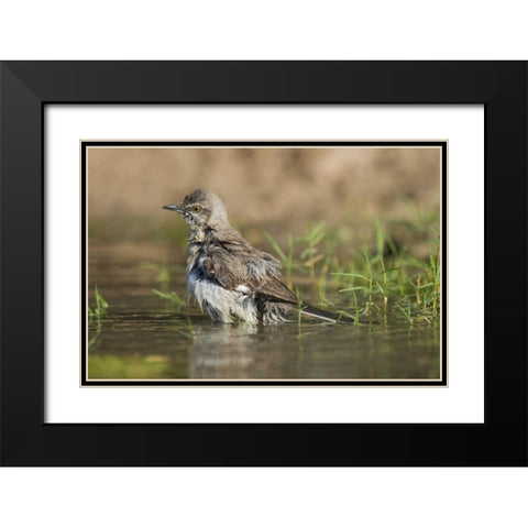 Texas, Starr Co Northern mockingbird bathing Black Modern Wood Framed Art Print with Double Matting by Welling, Dave