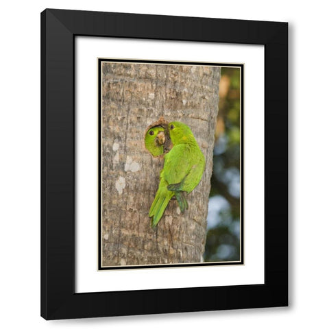 TX, McAllen Green parakeets at cavity nest Black Modern Wood Framed Art Print with Double Matting by Welling, Dave