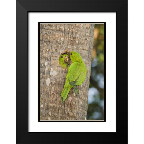 TX, McAllen Green parakeets at cavity nest Black Modern Wood Framed Art Print with Double Matting by Welling, Dave
