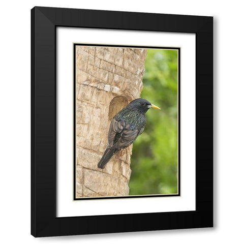 TX, McAllen European starling making a nest Black Modern Wood Framed Art Print with Double Matting by Welling, Dave