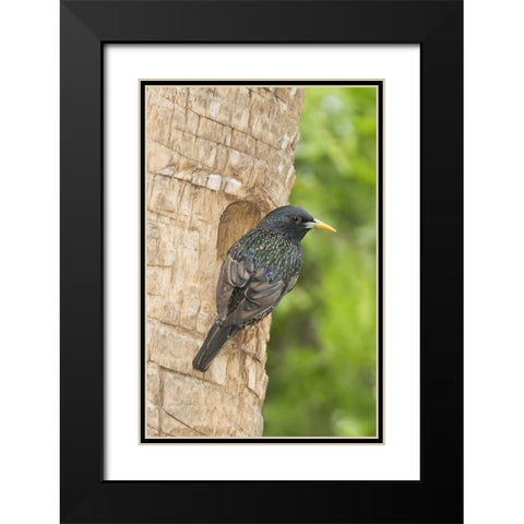 TX, McAllen European starling making a nest Black Modern Wood Framed Art Print with Double Matting by Welling, Dave
