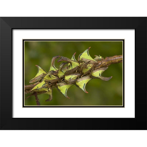 Texas, Hidalgo Co, Thorn treehoppers on a limb Black Modern Wood Framed Art Print with Double Matting by Welling, Dave