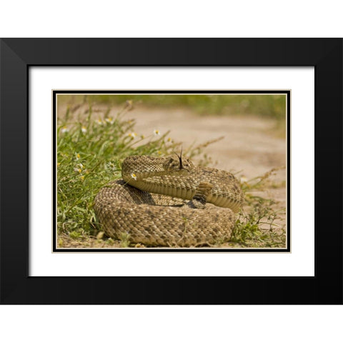 TX, Hidalgo Co, Western diamondback rattlesnake Black Modern Wood Framed Art Print with Double Matting by Illg, Cathy and Gordon
