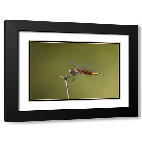 TX, Austin Striped saddlebags dragonfly on stem Black Modern Wood Framed Art Print with Double Matting by Welling, Dave