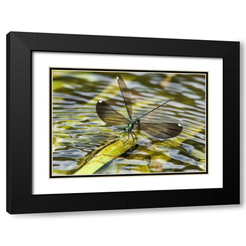 Texas Sparkling jewelwing perched on a leaf Black Modern Wood Framed Art Print with Double Matting by Welling, Dave
