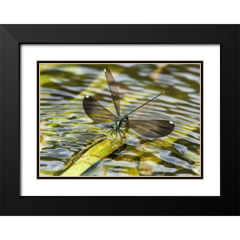 Texas Sparkling jewelwing perched on a leaf Black Modern Wood Framed Art Print with Double Matting by Welling, Dave