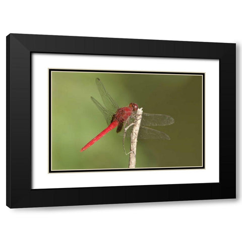 TX, Santa Ana NWR Male claret pondhawk dragonfly Black Modern Wood Framed Art Print with Double Matting by Welling, Dave