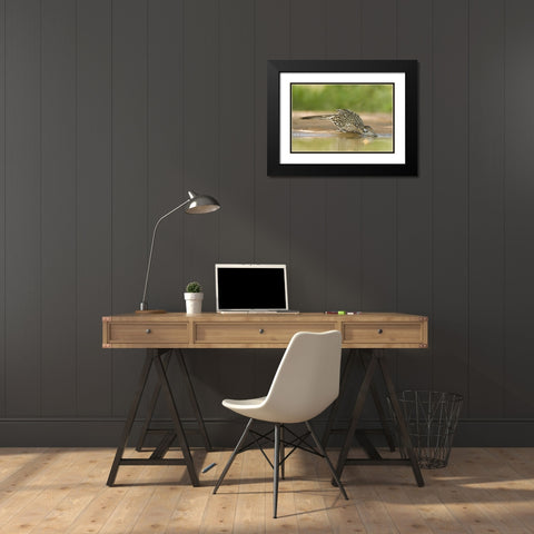 TX, Greater roadrunner bird drinking at a pond Black Modern Wood Framed Art Print with Double Matting by Welling, Dave