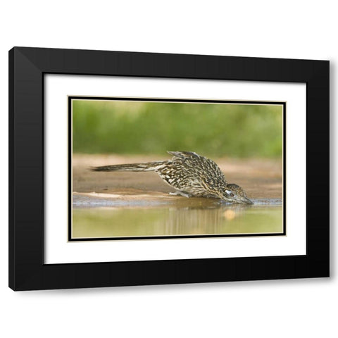 TX, Greater roadrunner bird drinking at a pond Black Modern Wood Framed Art Print with Double Matting by Welling, Dave
