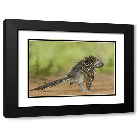Texas, Adult greater roadrunner bird grooming Black Modern Wood Framed Art Print with Double Matting by Welling, Dave