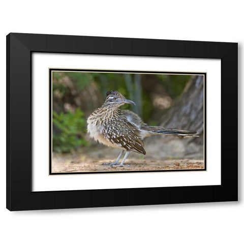 Texas, Rio Grande Valley Greater roadrunner bird Black Modern Wood Framed Art Print with Double Matting by Welling, Dave