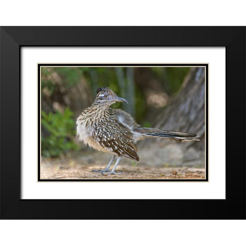 Texas, Rio Grande Valley Greater roadrunner bird Black Modern Wood Framed Art Print with Double Matting by Welling, Dave