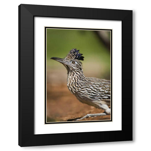 Texas, Rio Grande Valley Greater roadrunner bird Black Modern Wood Framed Art Print with Double Matting by Welling, Dave