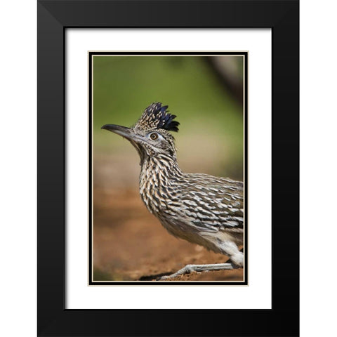 Texas, Rio Grande Valley Greater roadrunner bird Black Modern Wood Framed Art Print with Double Matting by Welling, Dave