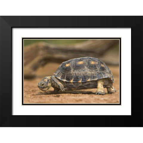 Texas, Rio Grande Valley Texas tortoise Black Modern Wood Framed Art Print with Double Matting by Welling, Dave