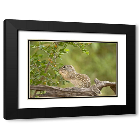 Texas, Mexican ground squirrel eating leaf Black Modern Wood Framed Art Print with Double Matting by Welling, Dave