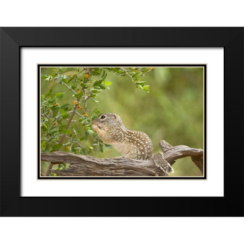 Texas, Mexican ground squirrel eating leaf Black Modern Wood Framed Art Print with Double Matting by Welling, Dave