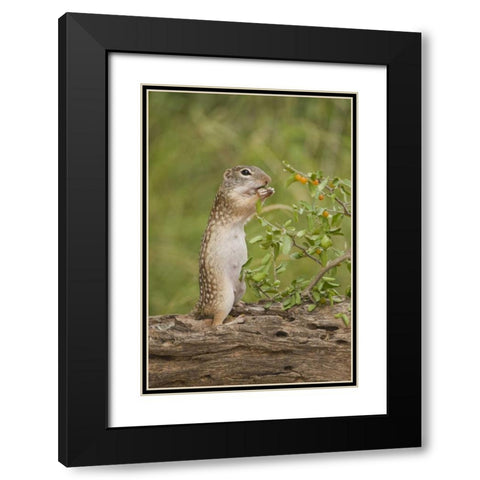 Texas, Mexican ground squirrel eating leaf Black Modern Wood Framed Art Print with Double Matting by Welling, Dave