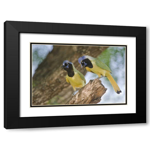 TX, Mated pair of green jays perched in a tree Black Modern Wood Framed Art Print with Double Matting by Welling, Dave