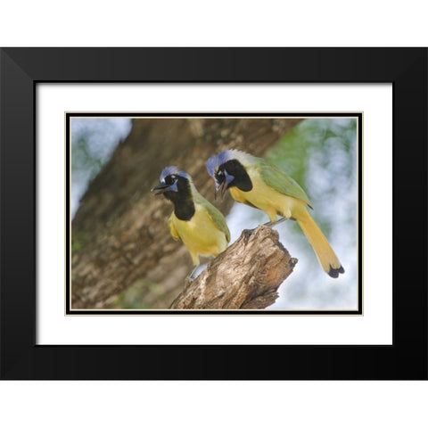 TX, Mated pair of green jays perched in a tree Black Modern Wood Framed Art Print with Double Matting by Welling, Dave