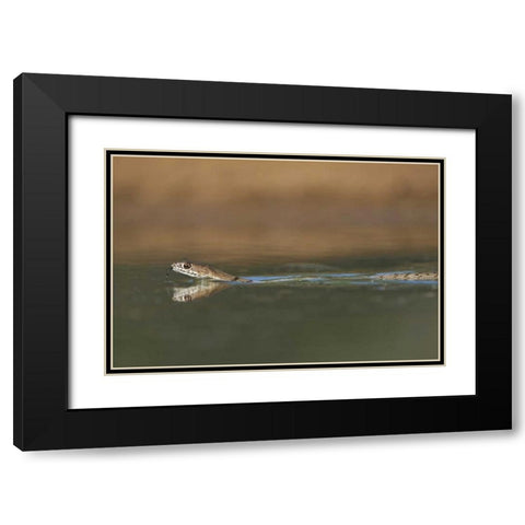 TX, Western coachwhip snake swims in a small pond Black Modern Wood Framed Art Print with Double Matting by Welling, Dave