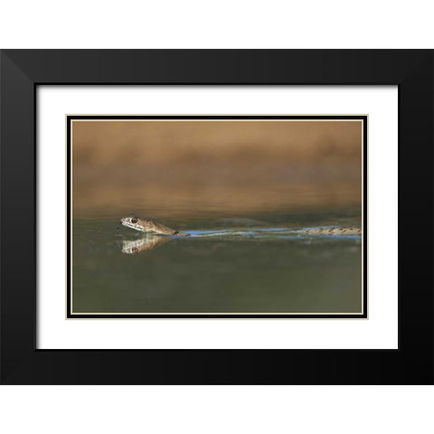TX, Western coachwhip snake swims in a small pond Black Modern Wood Framed Art Print with Double Matting by Welling, Dave