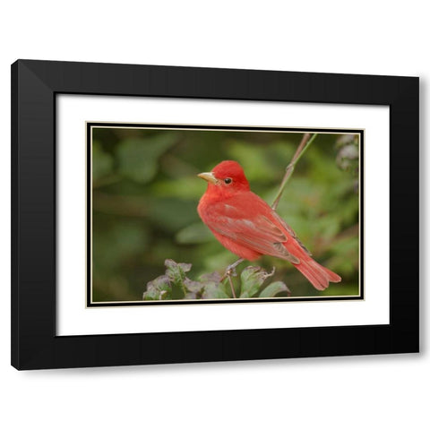 TX, South Padre Is Male summer tanager on a limb Black Modern Wood Framed Art Print with Double Matting by Welling, Dave
