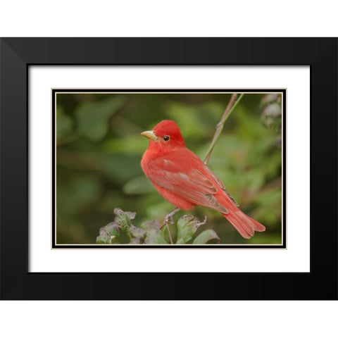TX, South Padre Is Male summer tanager on a limb Black Modern Wood Framed Art Print with Double Matting by Welling, Dave