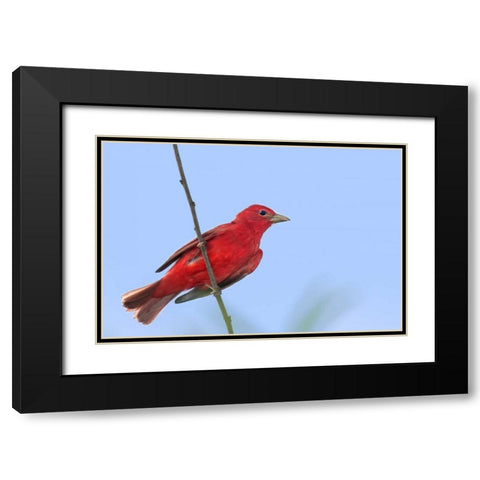 TX, South Padre Is Male summer tanager on a limb Black Modern Wood Framed Art Print with Double Matting by Welling, Dave