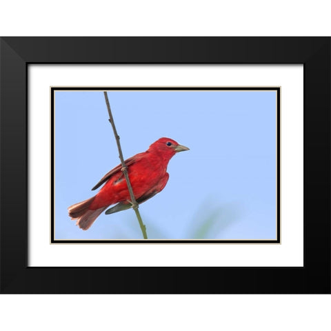 TX, South Padre Is Male summer tanager on a limb Black Modern Wood Framed Art Print with Double Matting by Welling, Dave