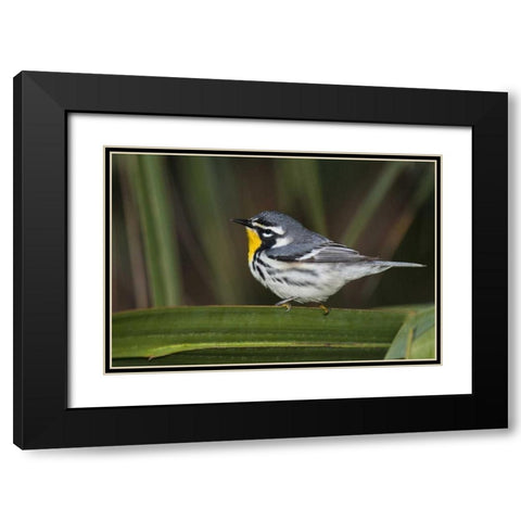 TX, South Padre Isl Male yellow-throated warbler Black Modern Wood Framed Art Print with Double Matting by Welling, Dave