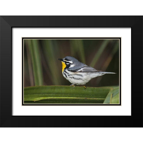 TX, South Padre Isl Male yellow-throated warbler Black Modern Wood Framed Art Print with Double Matting by Welling, Dave