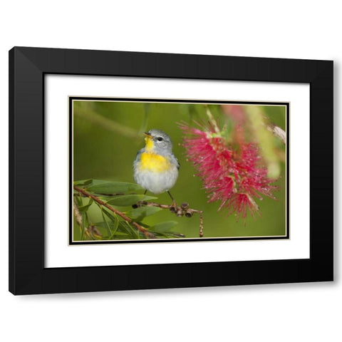 TX, South Padre Island Female northern parula Black Modern Wood Framed Art Print with Double Matting by Welling, Dave