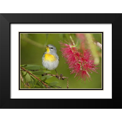 TX, South Padre Island Female northern parula Black Modern Wood Framed Art Print with Double Matting by Welling, Dave