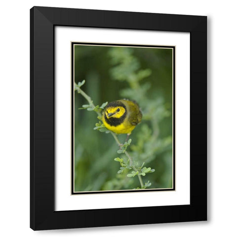 TX, South Padre Island Male hooded warbler Black Modern Wood Framed Art Print with Double Matting by Welling, Dave