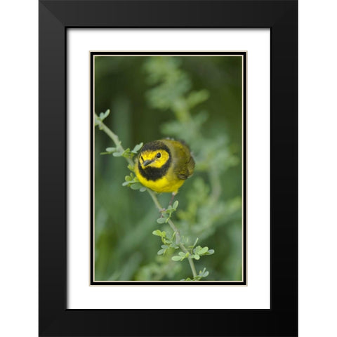 TX, South Padre Island Male hooded warbler Black Modern Wood Framed Art Print with Double Matting by Welling, Dave