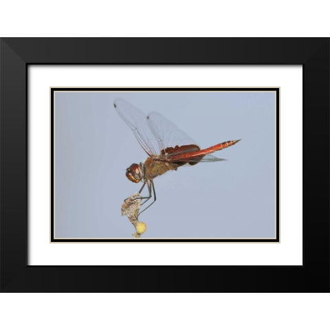 TX, Travis Co, Red saddlebags perches on a limb Black Modern Wood Framed Art Print with Double Matting by Welling, Dave