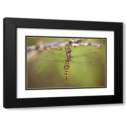 TX, Travis Co, Spot-winged glider dragonfly Black Modern Wood Framed Art Print with Double Matting by Welling, Dave