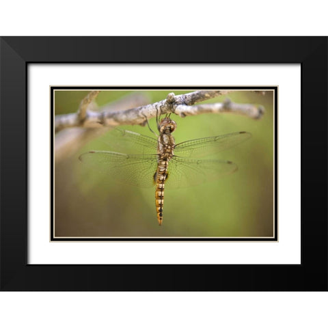 TX, Travis Co, Spot-winged glider dragonfly Black Modern Wood Framed Art Print with Double Matting by Welling, Dave