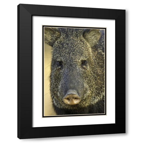 Texas Frontal view of collard peccary Black Modern Wood Framed Art Print with Double Matting by Lord, Fred